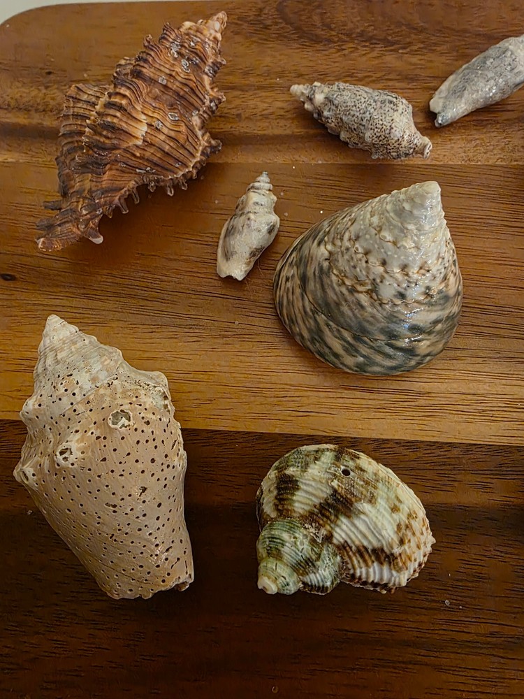 Ocean Seashell Lot - Estate Find