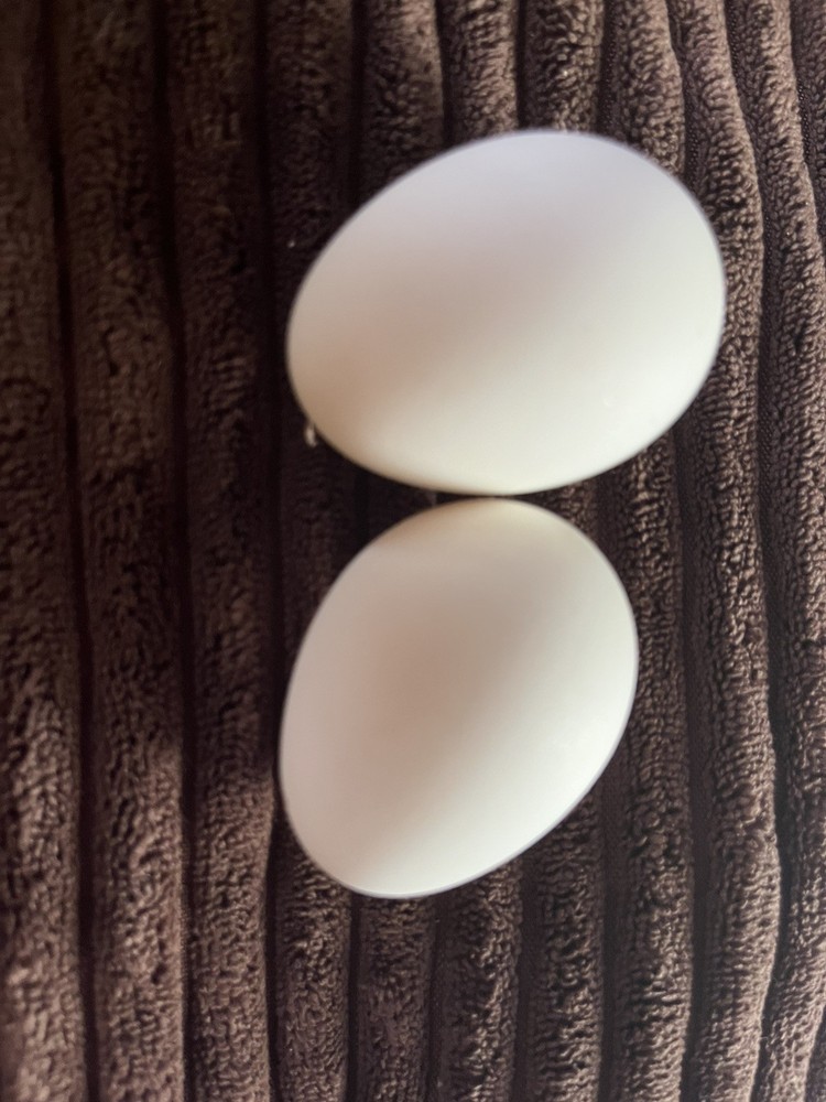 Silver Campine Hatching Eggs ~Super Rare~