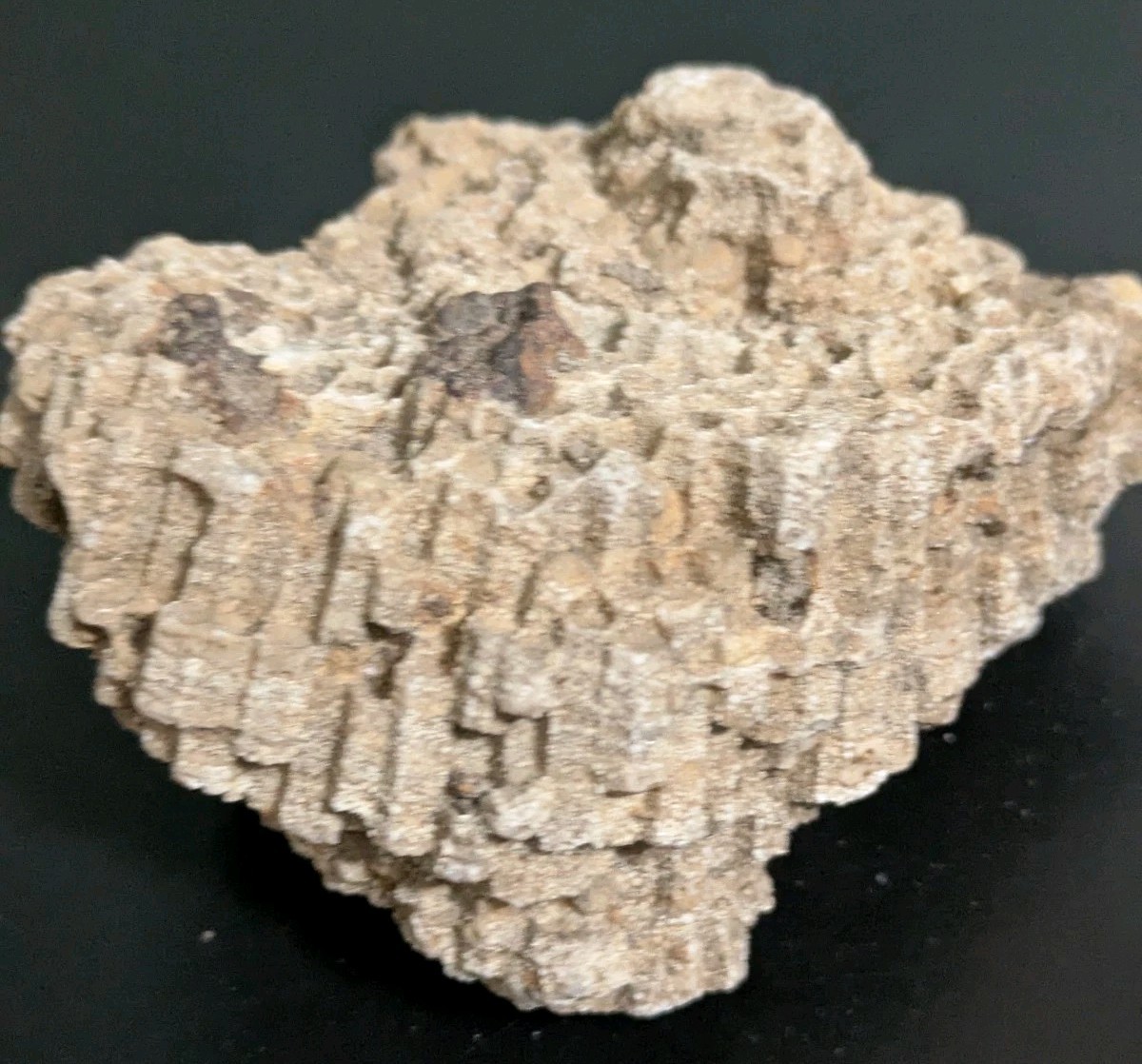 Favosites Coral Fossil 250-500 Million Years Old!! "Honeycomb Coral"