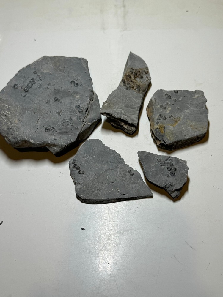 PERONOPSIS FOSSIL FIVE MULTIPLE TRILOBITE PLATES #6