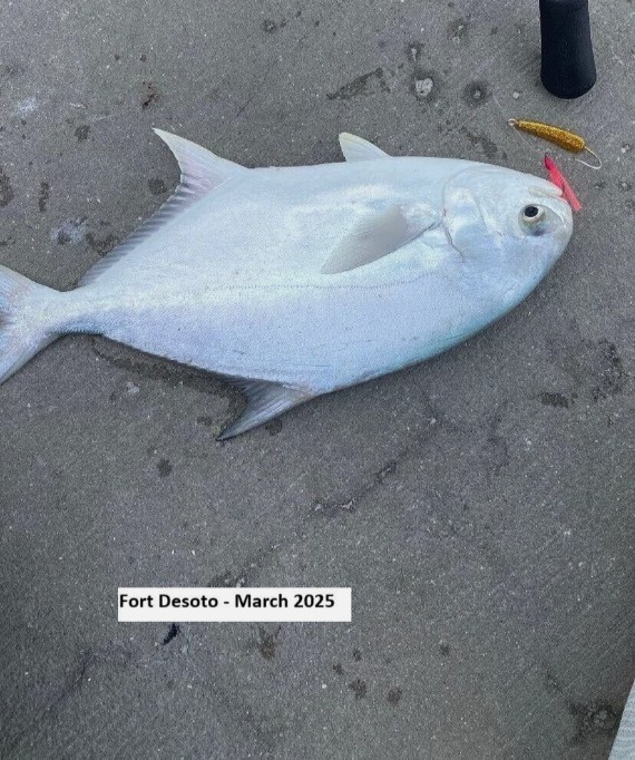 20 Pompano Jig Teasers - Chartreuse Green (Size 1 Hook)