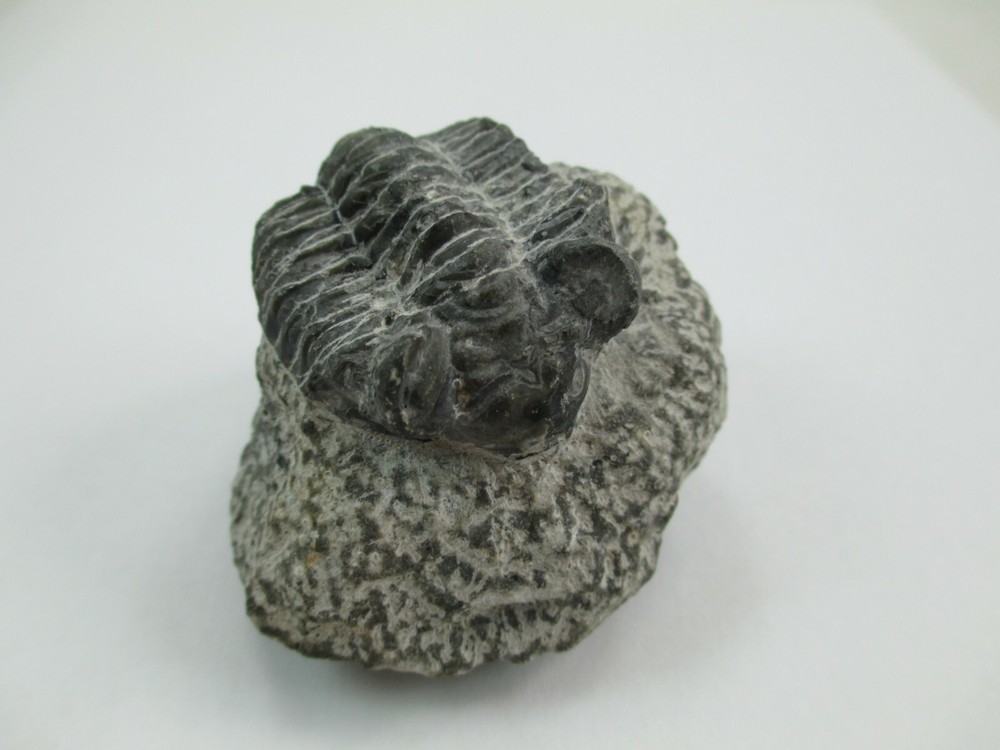 Trilobite Fossil Authentic? 008F