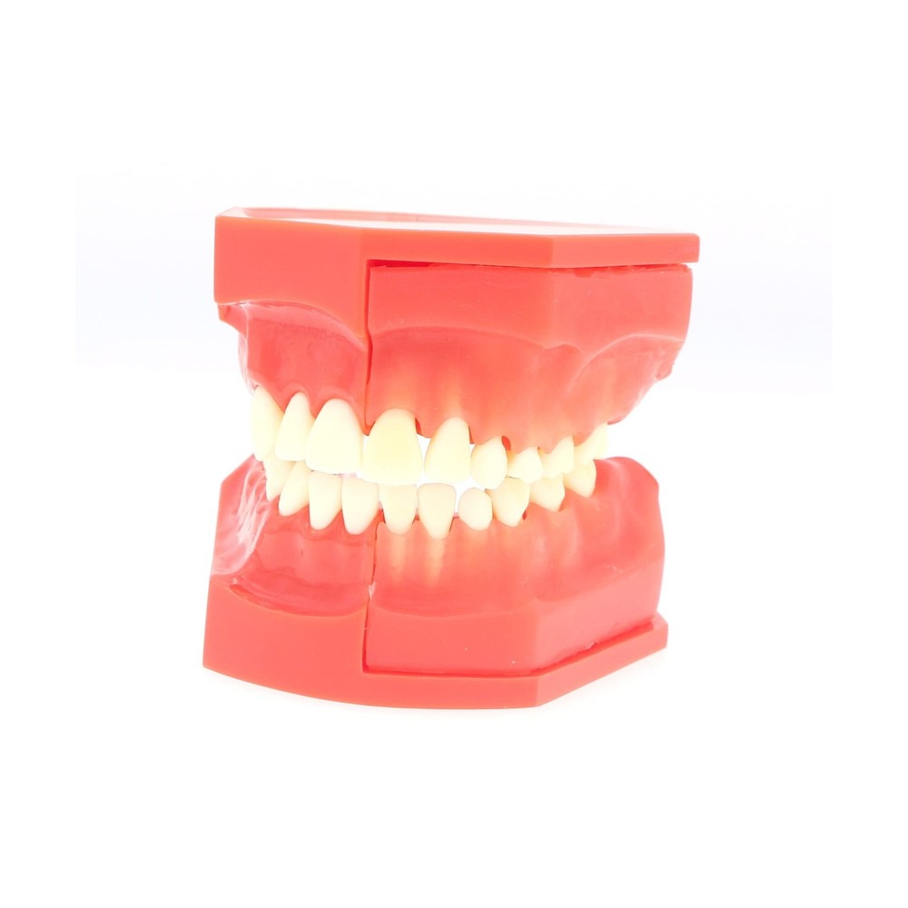 Teeth Typodonts Dental Model #7013 - Teeth Eruption Development Model Alterna...
