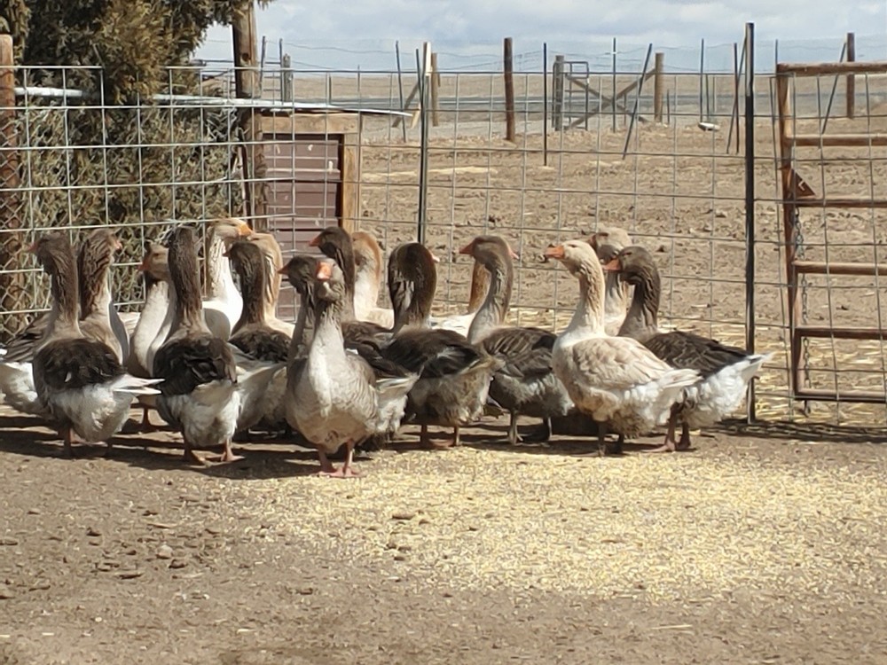 Jumbo Dewlap Toulouse Hatching Eggs