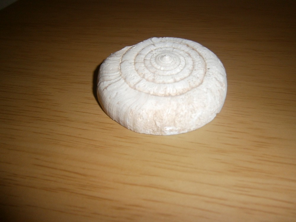 Vintage fossil or cast???? 5.7cm's (E15d)