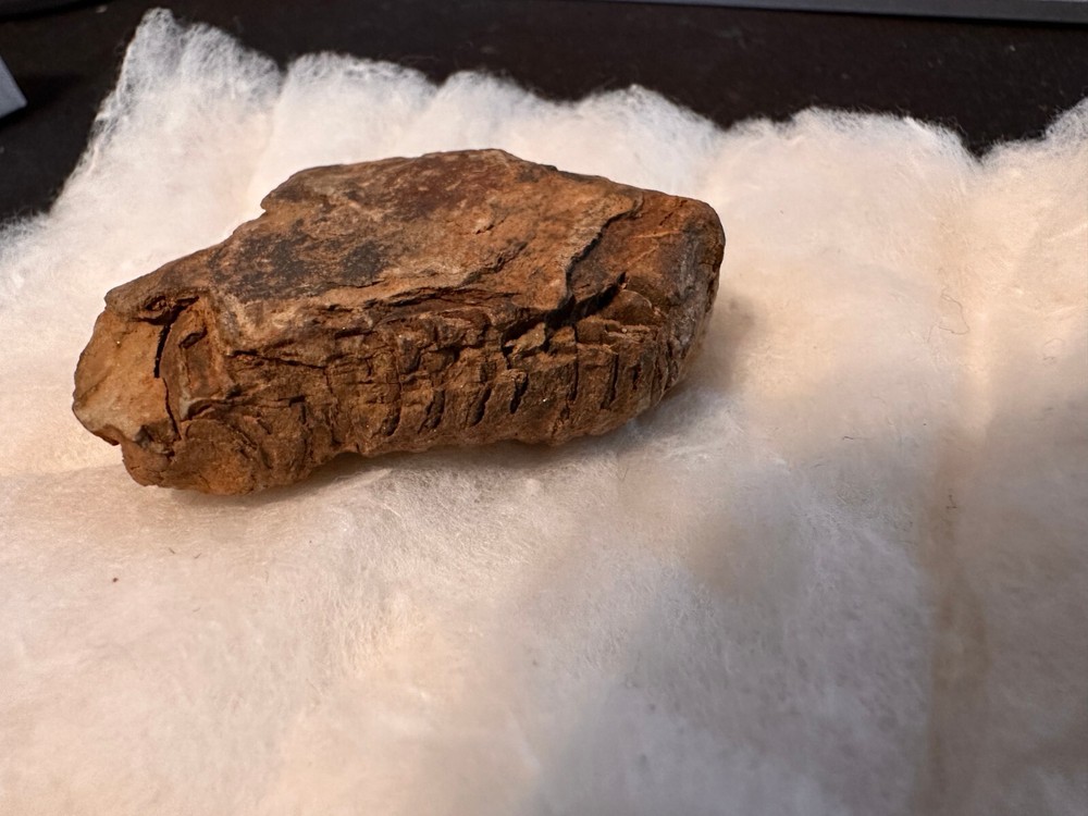 Fossil Trilobite from Morocco (D603FC8)