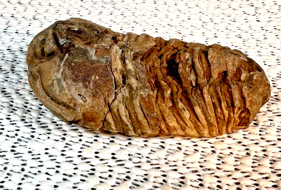 Fossilized Trilobite from Morocco. 58 grams