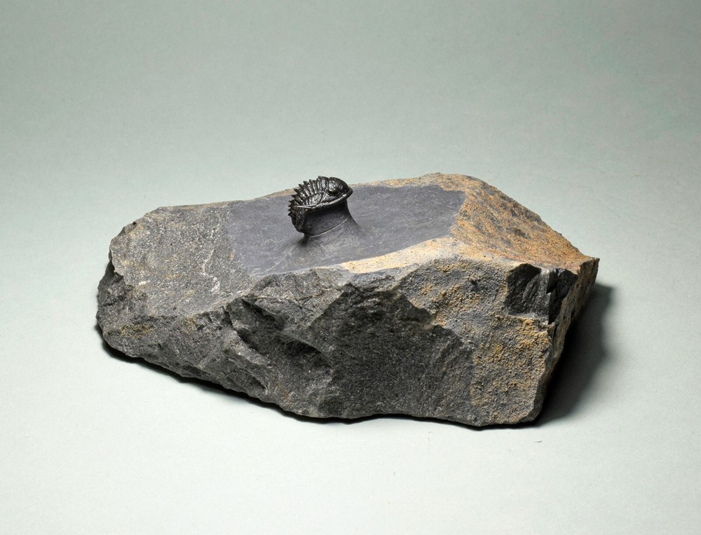 Rare trilobite Phaetonellus