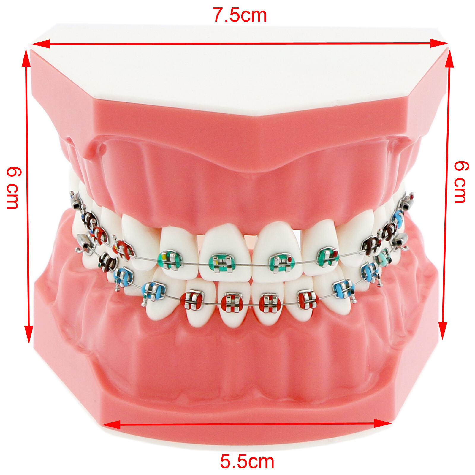 US Dental Teach Typodont Demonstration Teeth Model with Braces For Patient Study