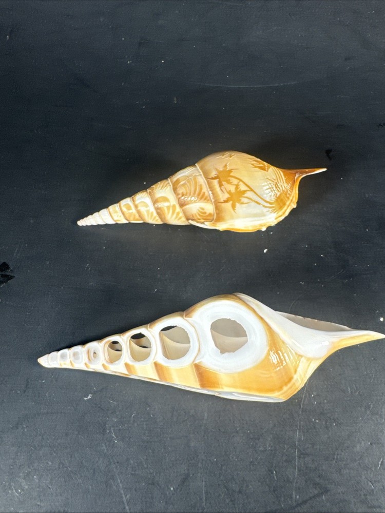 Tibia Shells Cut Polished Etched 2 Pieces Natural Decor Specimen