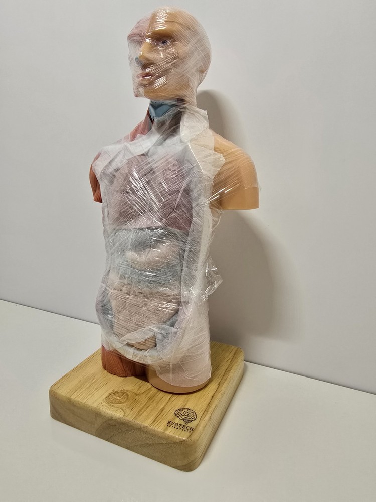 Evotech Mini Human Torso 10 inch Science Learning School