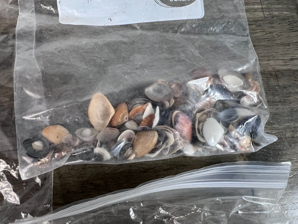 Ocean Beach Seashells Lot Collection Sea Shells Boho Decor Crafts