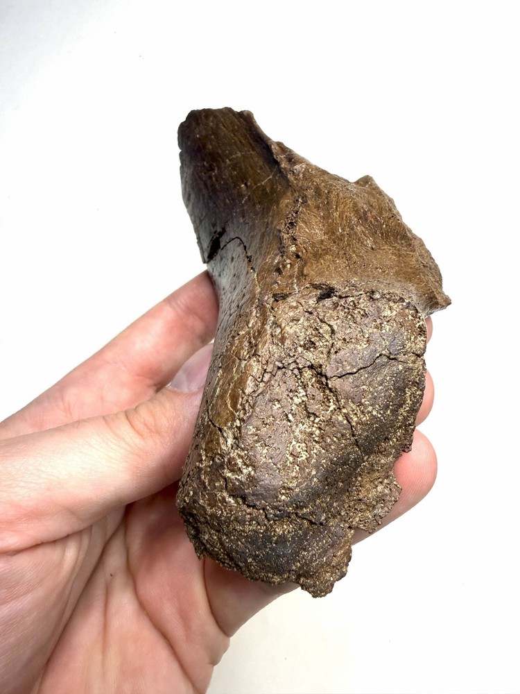 Ankylosaurus or Denversaurus Quadrate? - Lance Formation, Wyoming