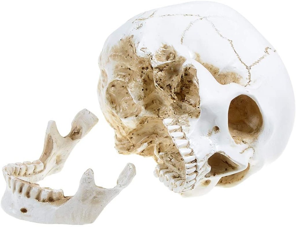 Large Size Retro Removable Human Skull Model Anatomical Teaching Skeleton Head