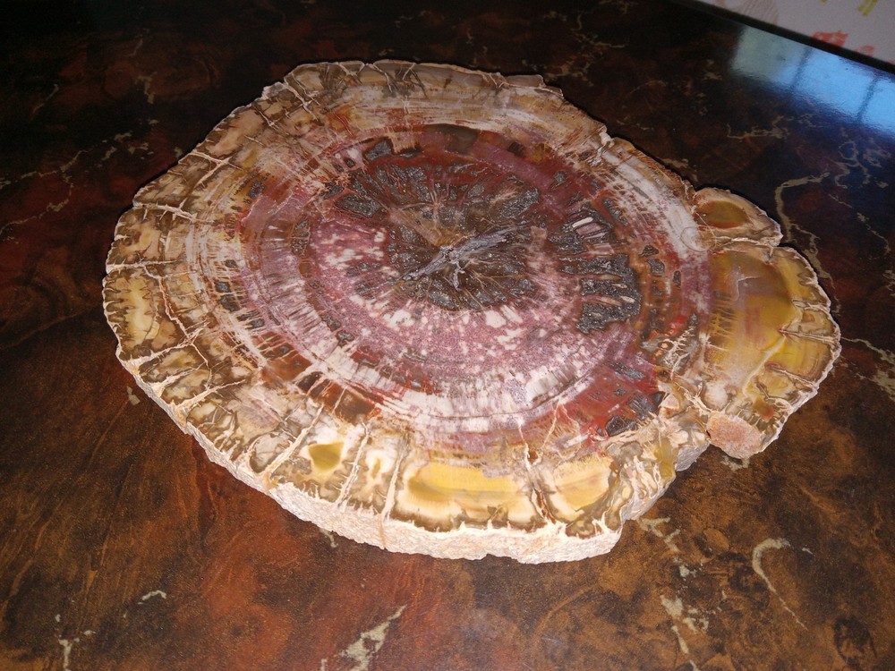 Petrified Wood from Madagascar