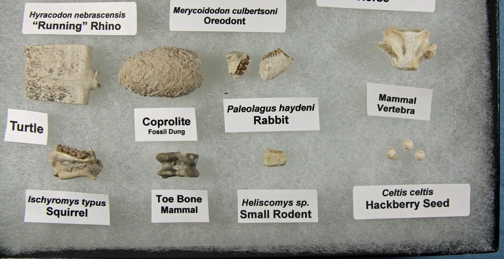 Badlands Fossil Collection – Oligocene, 11 Different