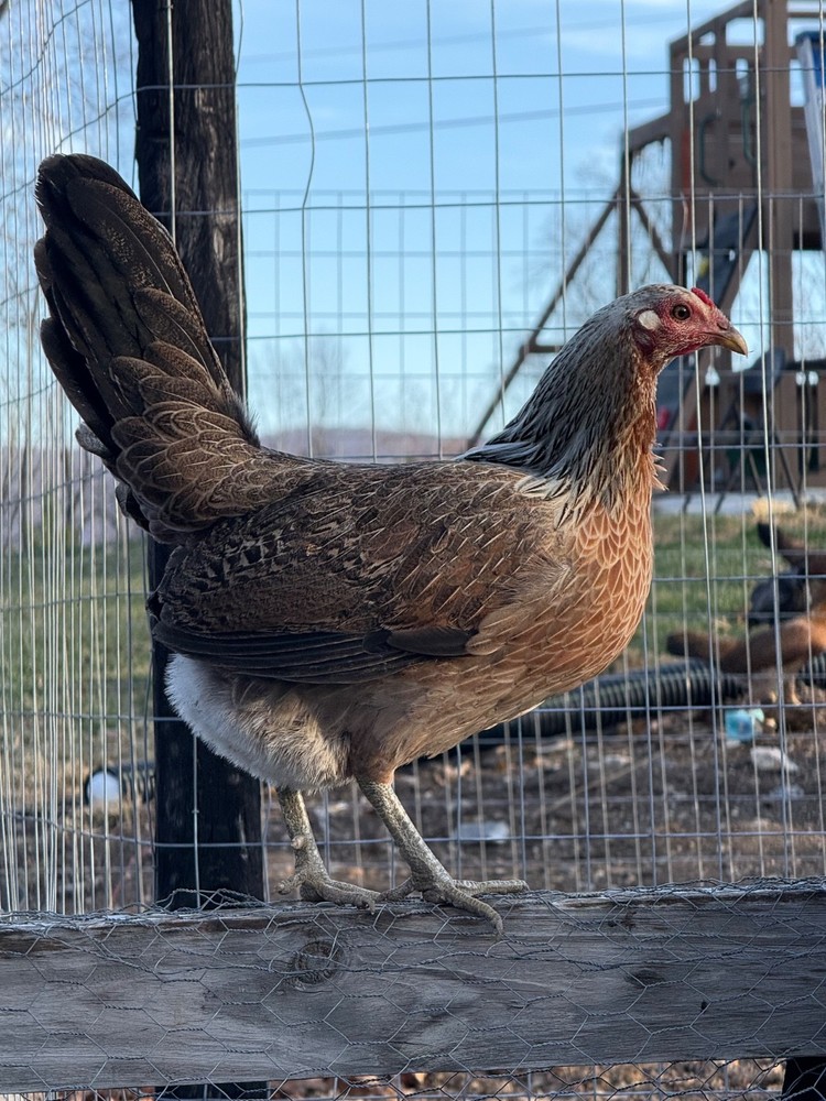 10+ Pure Harold Brown Grey Chicken Eggs