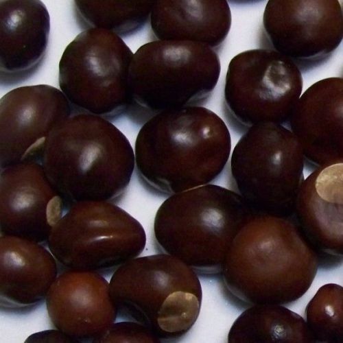 Ohio Buckeye Nuts Buy 1 10 25 50 or 100 Dried 2021/22 Crop OSU Graduation Craft