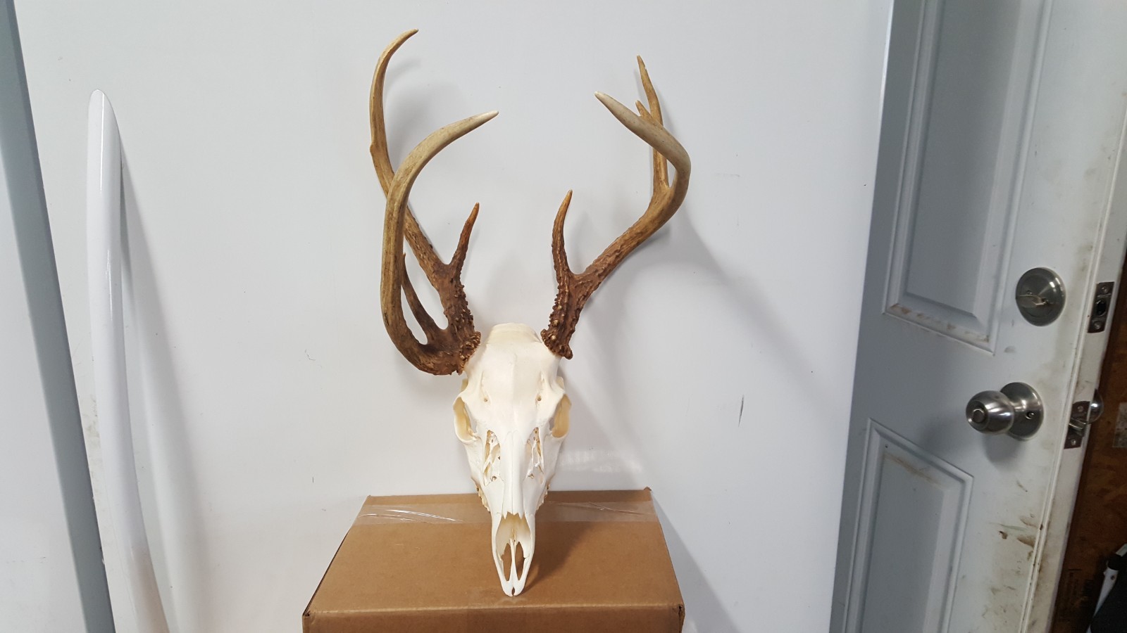 Double Main Beam WHITETAIL DEER RACK FULL SKULL mule elk shed antlers taxidermy