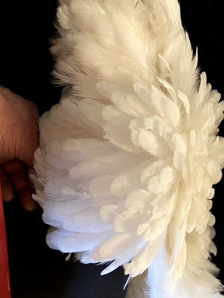 Chevron Hackles Hen Saddle Complete