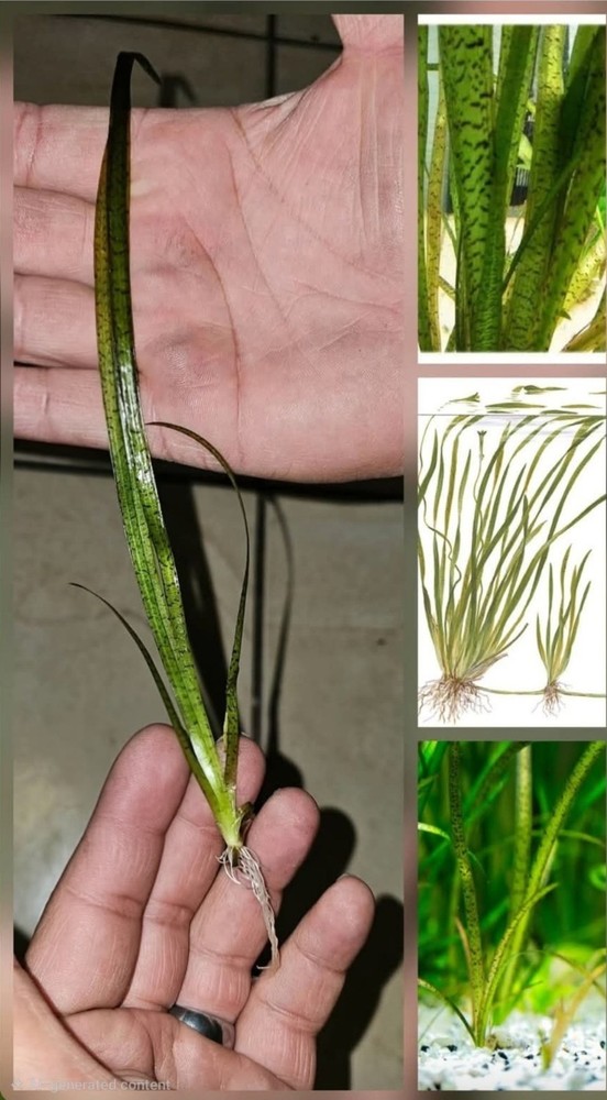 6 Vallisneria Spiralis "Tiger"