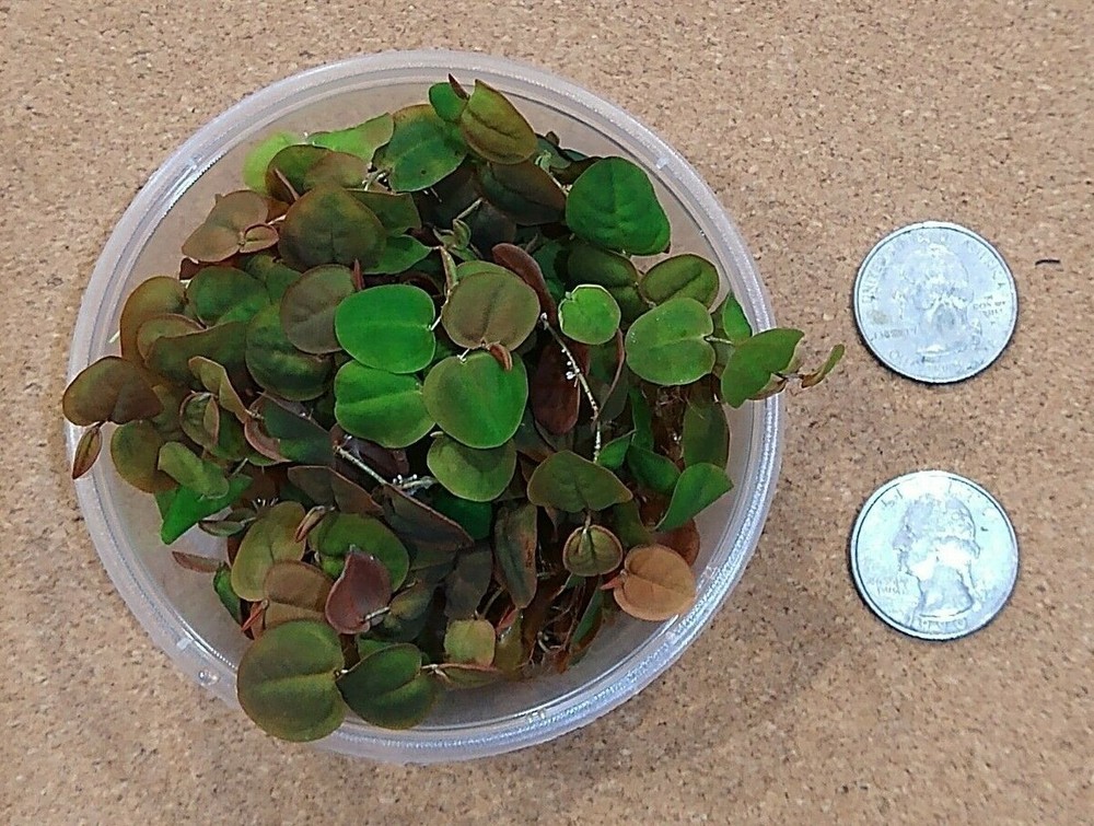 5 oz. cups, Red Root Floaters Live Aquarium Floating Plant