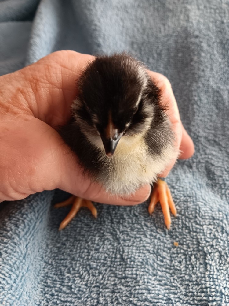 12+ Rainbow Hatching Eggs – Marans, English Orpingtons, Olive Egger, Moss & AM