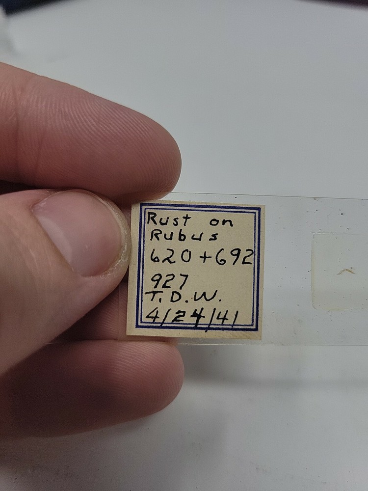 Vintage Microscope Slide 1941