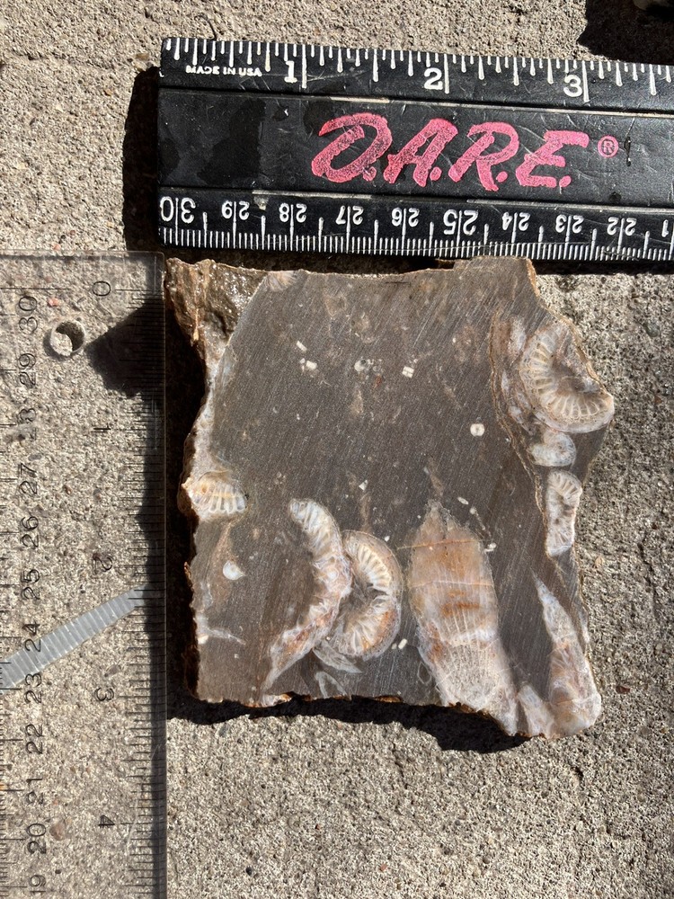 Fossil Stone Slab