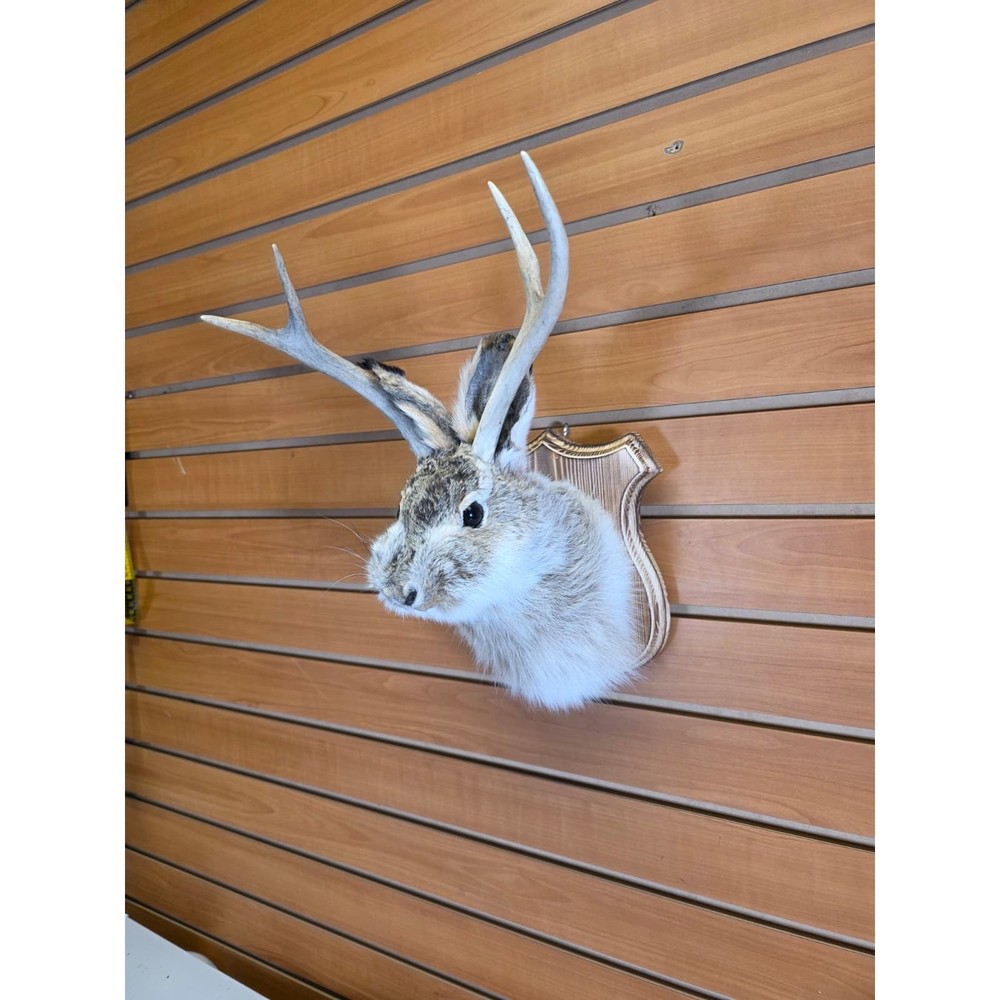 FHJK13 - Jackalope Head Taxidermy Mount