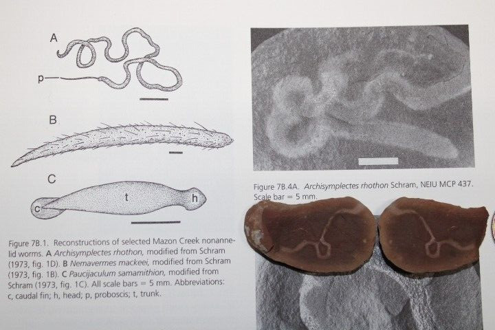 Mazon Creek Fossil Nonannelid Worm Fossils Pennsylvanian Period R6