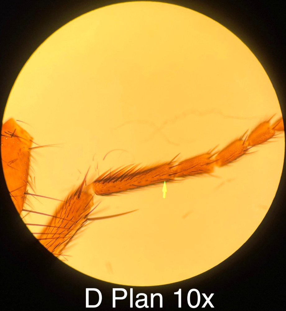 Olympus BH-2 BHUT Dual Viewing Teaching Microscope W/ D Plan Objectives