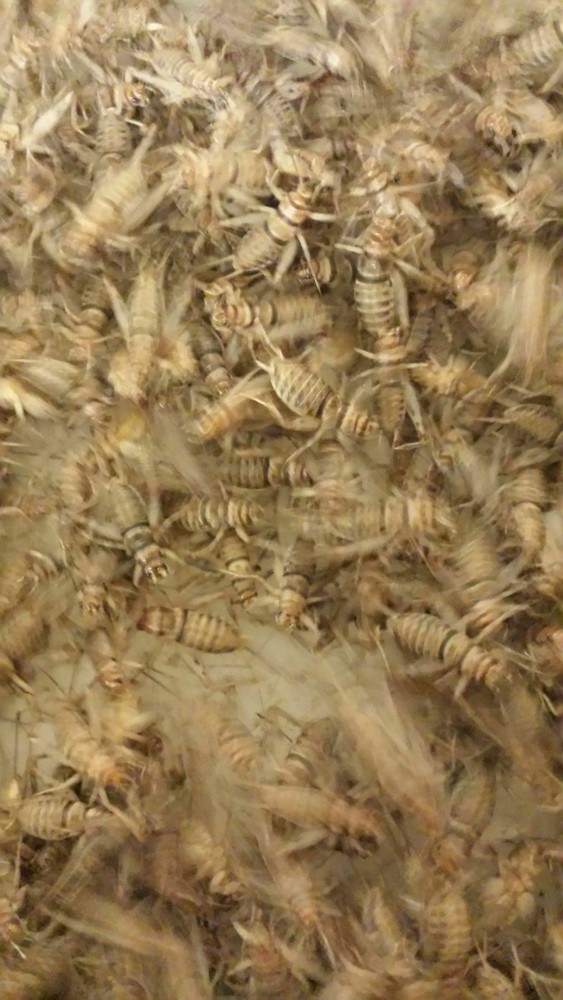 1000 Medium (1/2") Live Crickets - Reptile Food