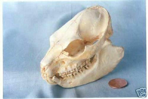 ROCK  HYRAX  SKULL REPLICA