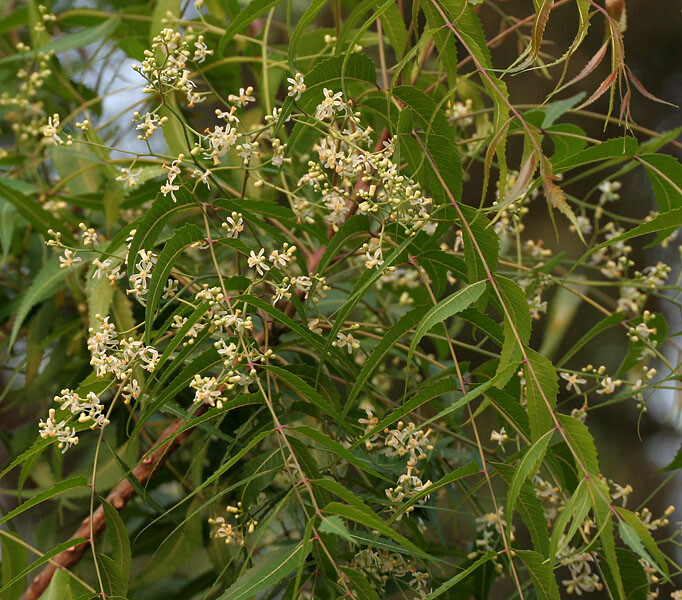 Azadirachta indica NEEM TREE Seeds!