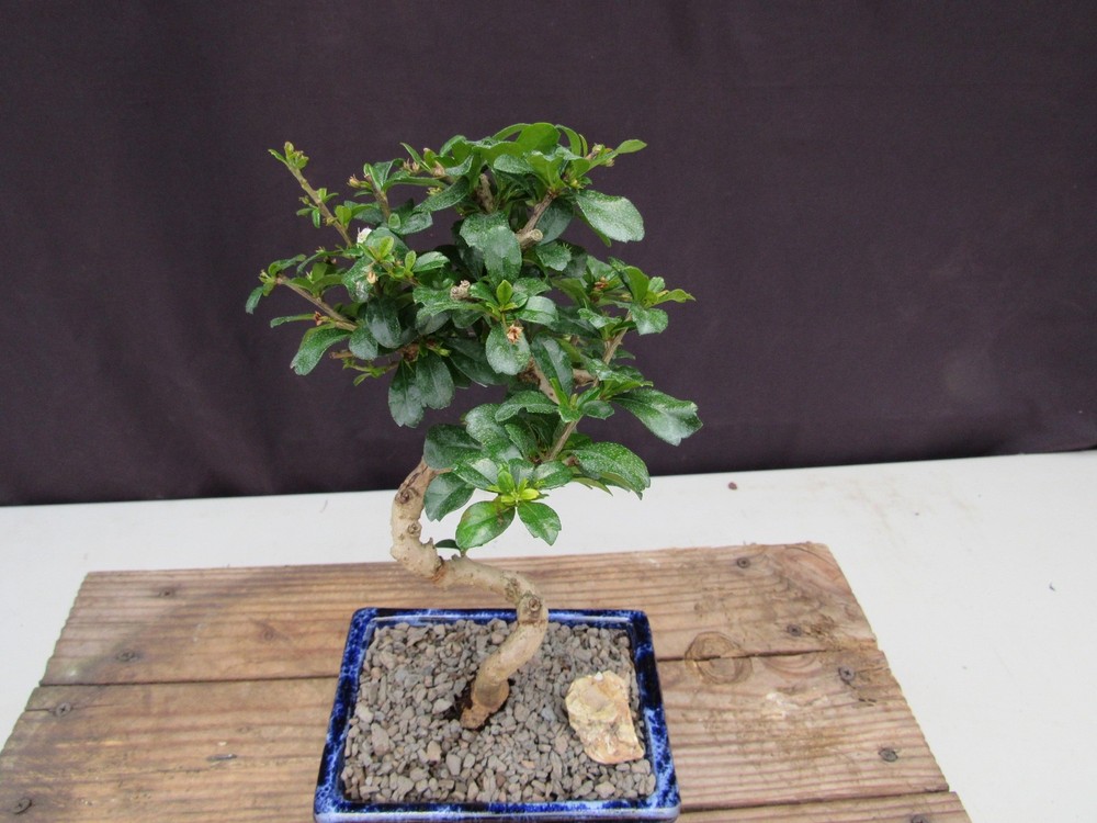 Fukien Tea Bonsai Tree - Small Curved Trunk Style