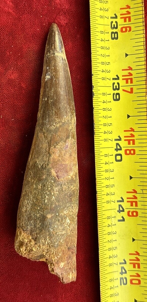 Authentic 4” Spinosaurus Tooth Fossil