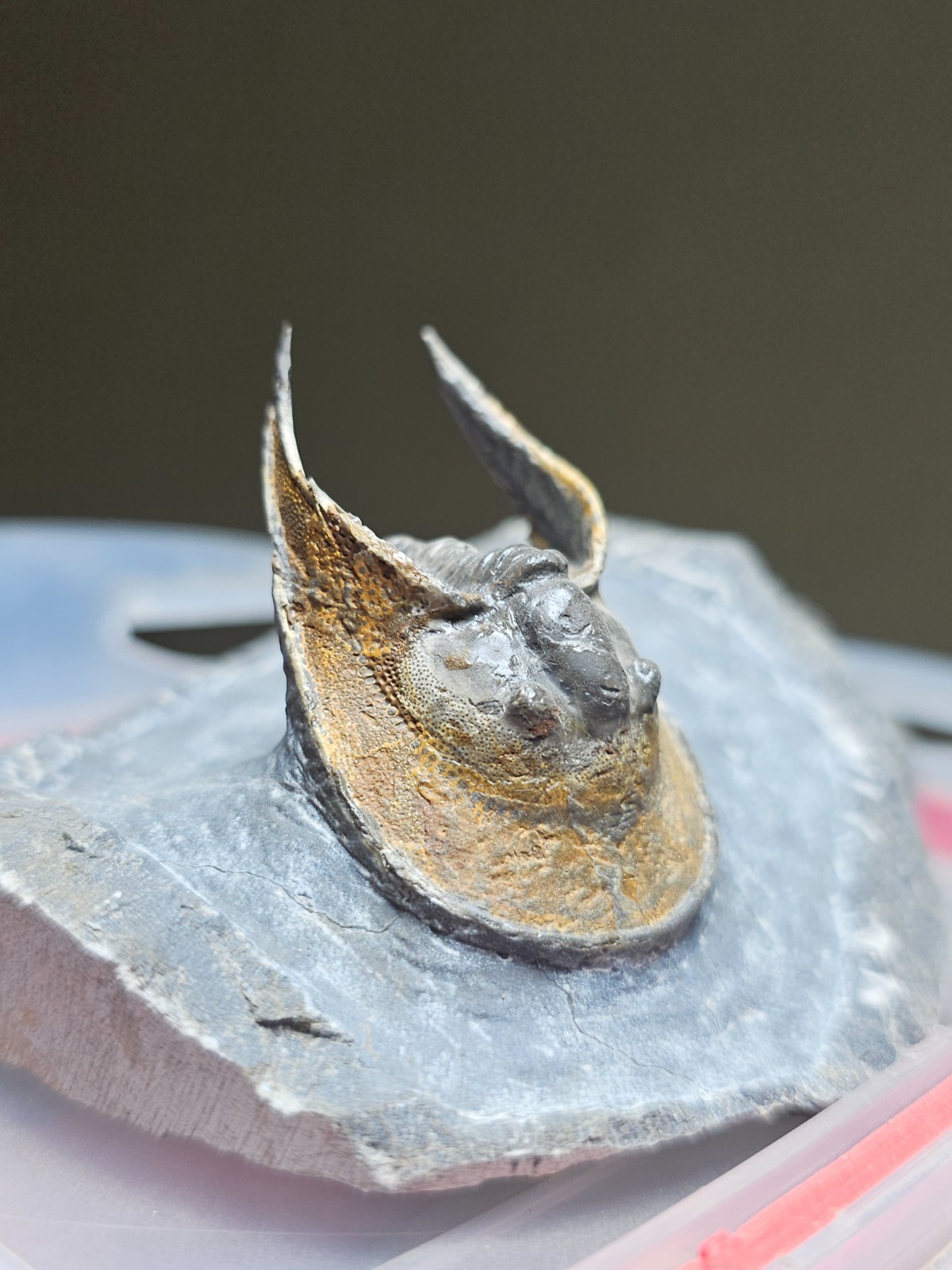 FOSSIL TRILOBITE Harpes (Scotoharpes) FROM DEVONIAN MOROCCO