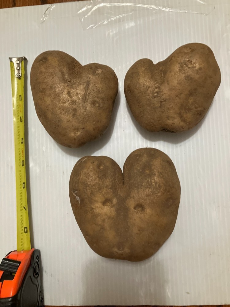 (3) Heart Shaped Potatoes