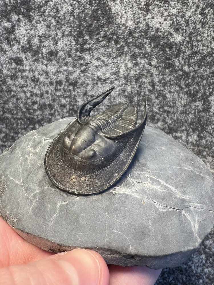 Harpes aff. perradiatus Trilobite Fossil – Collector Specimen