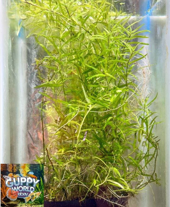 Pogostemon Stellatus Octopus Stems