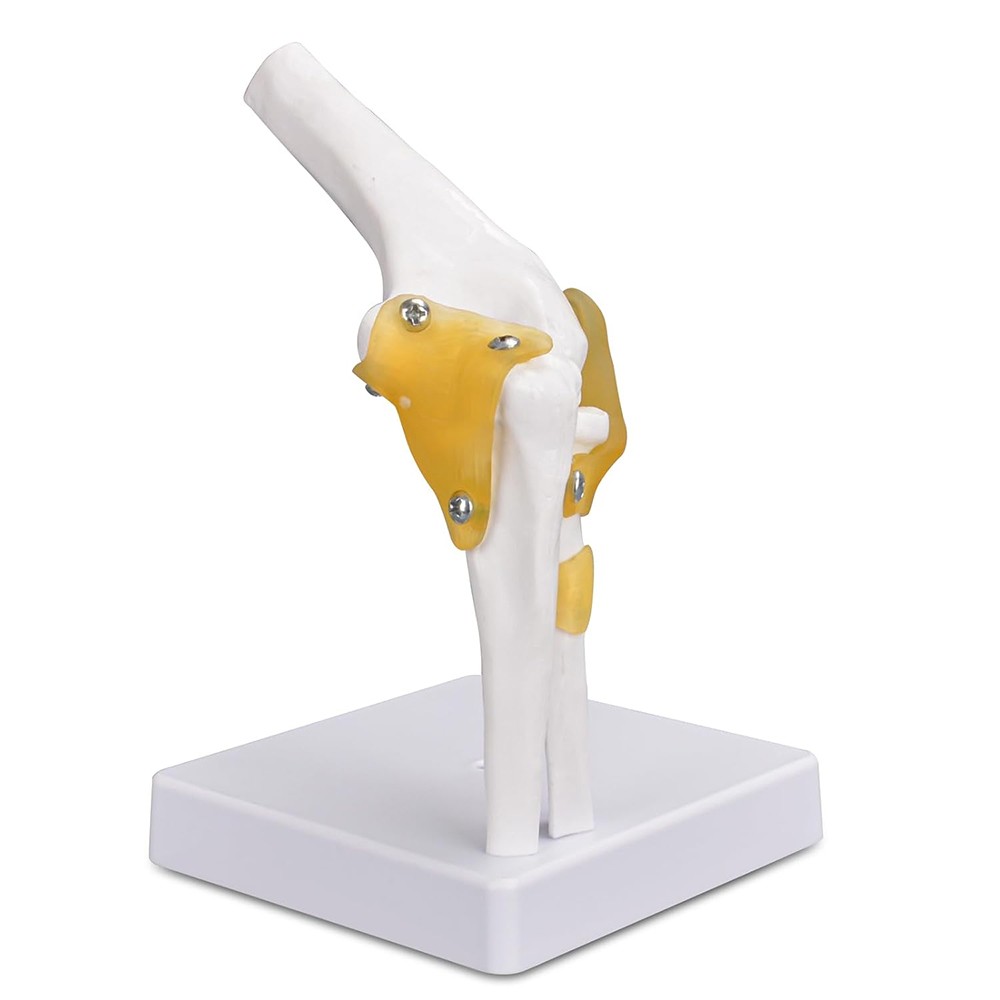 Human Elbow Joint Model with Ligaments, Flexible 1:1 Scientific Life