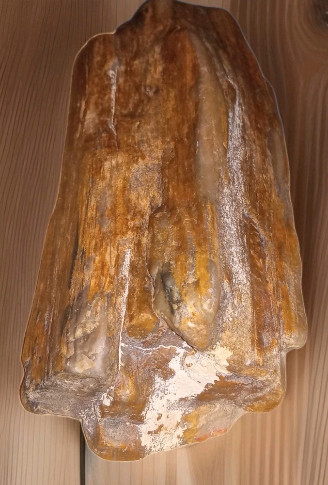 1 lb+ Petrified Wood Rough AZ