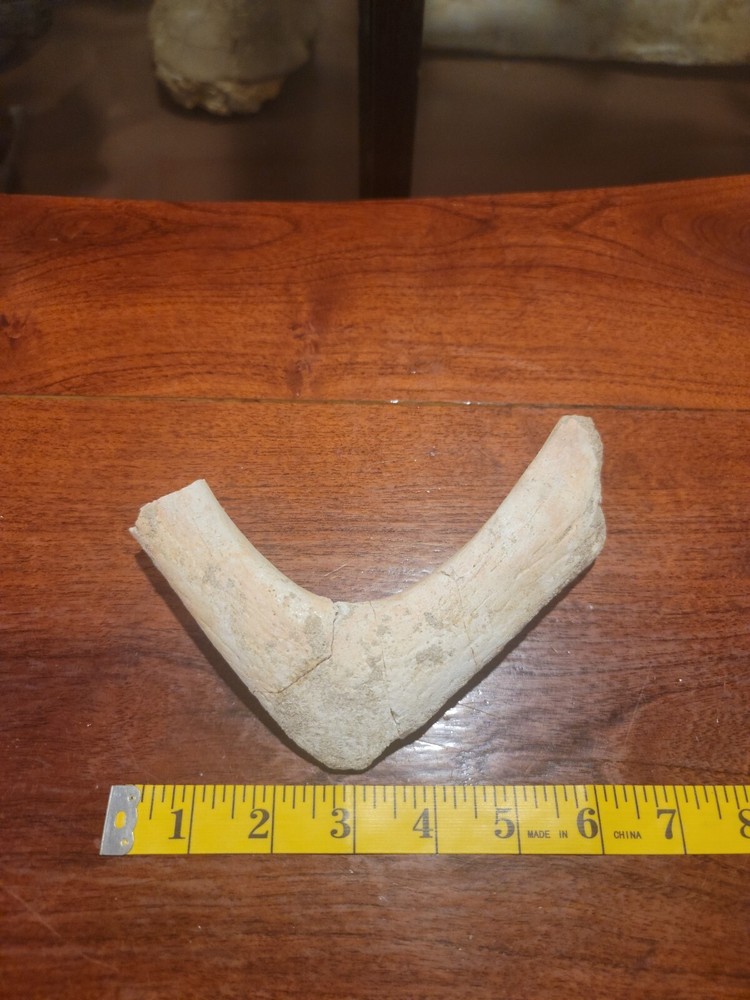 Prehistoric Turtle  Jaw
