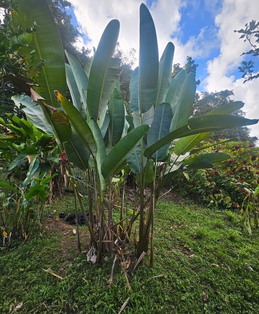 Heliconia MARIAE Bountiful