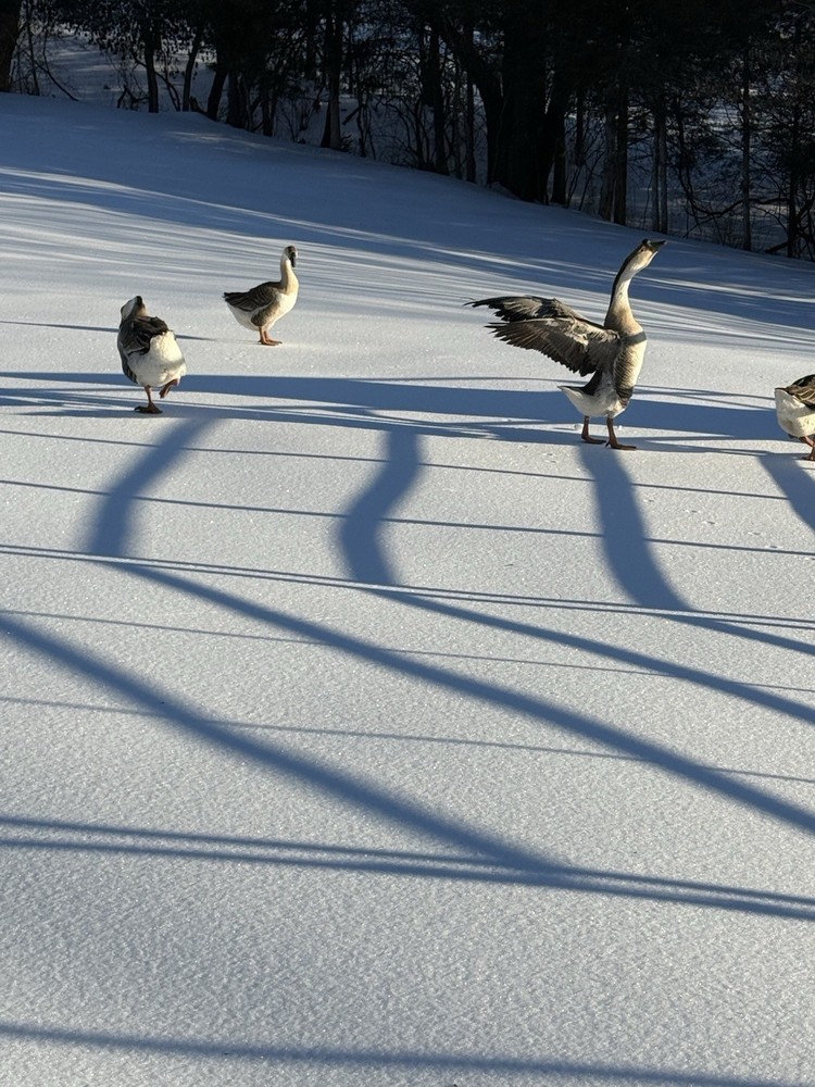 8 Geese Eggs