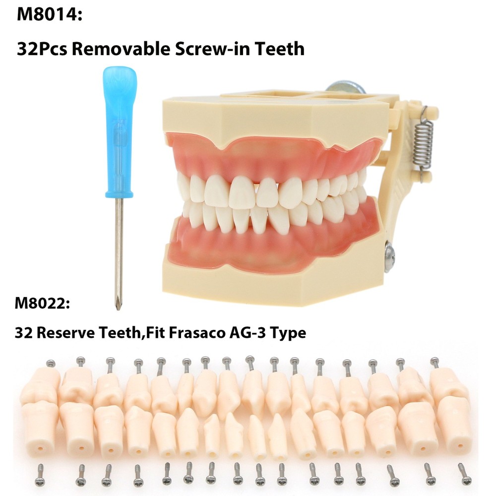 Frasaco AG3 Type Dental Typodont Restorative Model M8014 32Pcs Removable Teeth