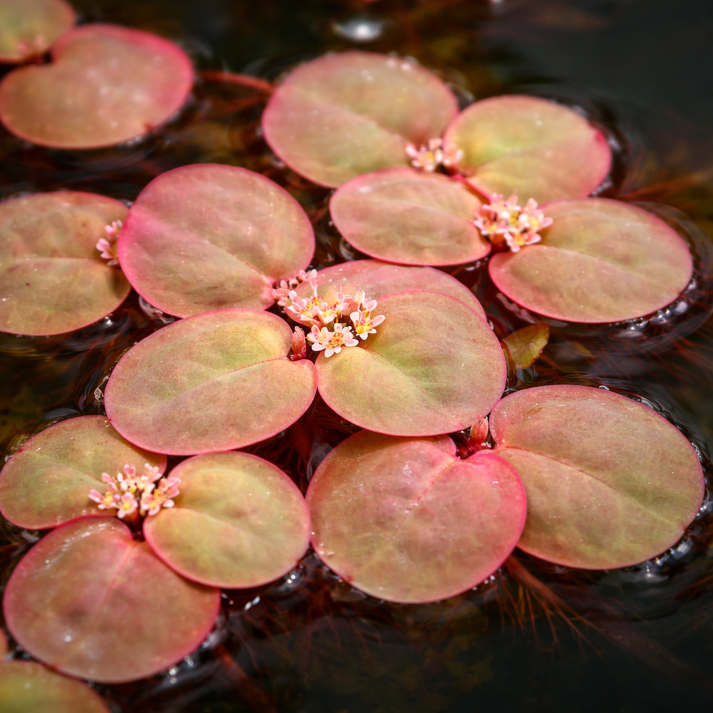 Red Root Floater
