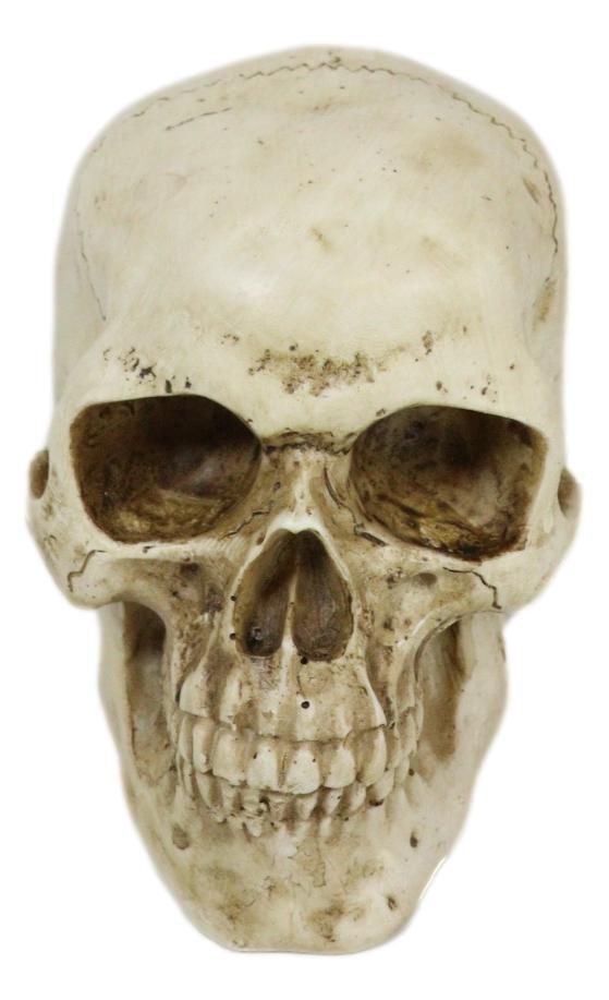 Small Skull Head Statue Cold Cast Resin Figurine 3.5" Tall