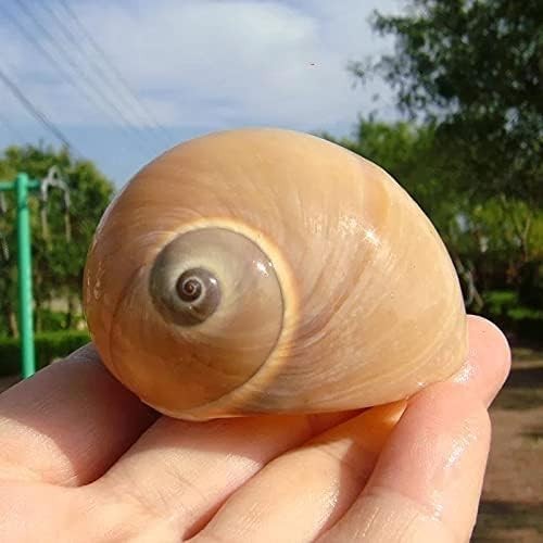 12pcs Hermit Crab Shells Medium and Large Growth Turbo Seashells 1” - 2” Shell